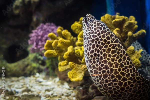 Fototapeta Moray eel