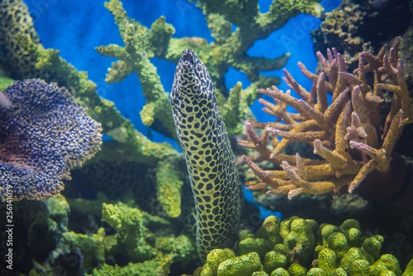 Fototapeta Moray eel