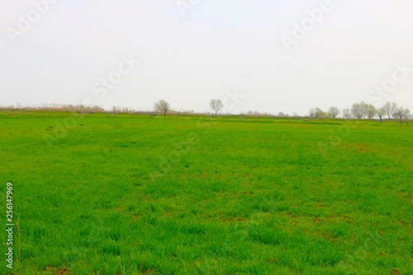 Fototapeta Green grass field 