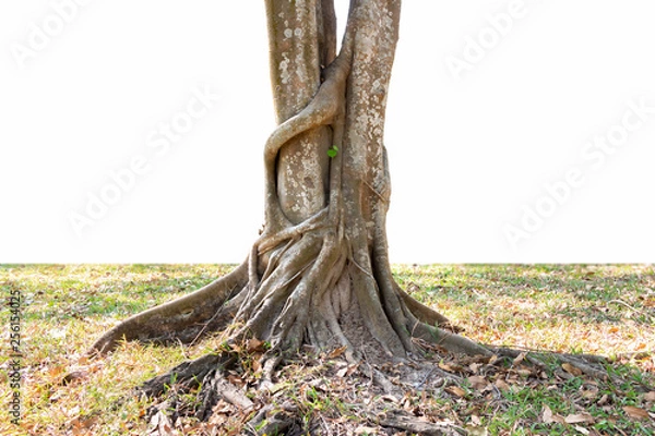 Obraz Trunk and big tree roots spreading out beautiful in the tropics. The concept of care and environmental protection.