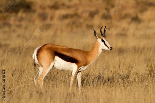 Obraz Male Springbuck