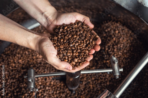 Fototapeta Grains of fresh coffee roasting in hands on the background of the roaster
