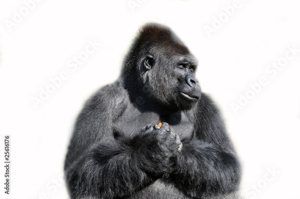 Fototapeta Gorilla isolated in white
