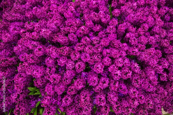 Obraz Hyacinth delicate spring flower, a symbol of spring.