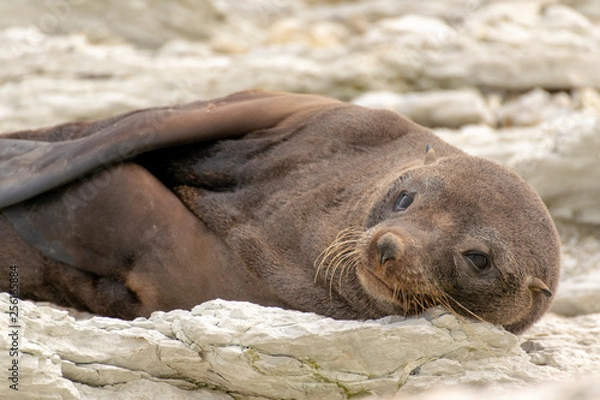 Obraz Seal resting