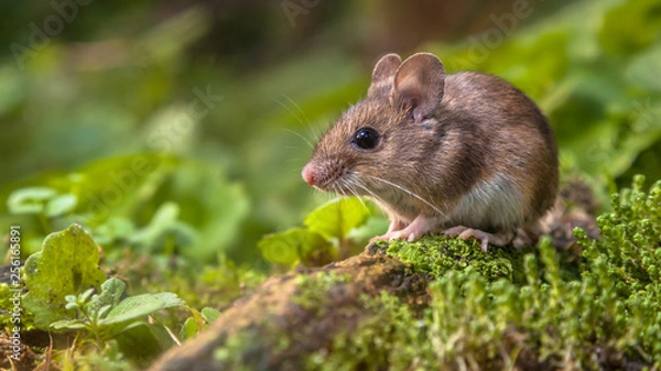 Obraz Cute Wood mouse on forest floor