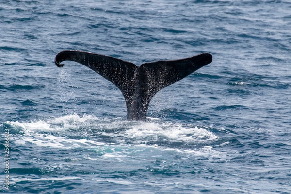 Obraz Whale Tail