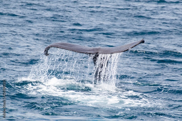 Obraz Whale Tail