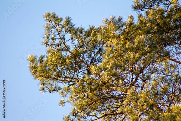 Obraz Pine tree
