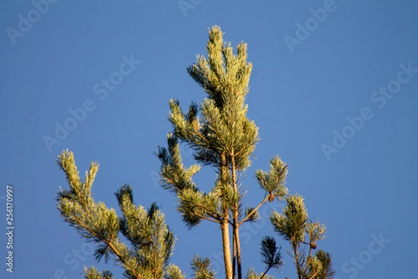 Obraz Pine tree