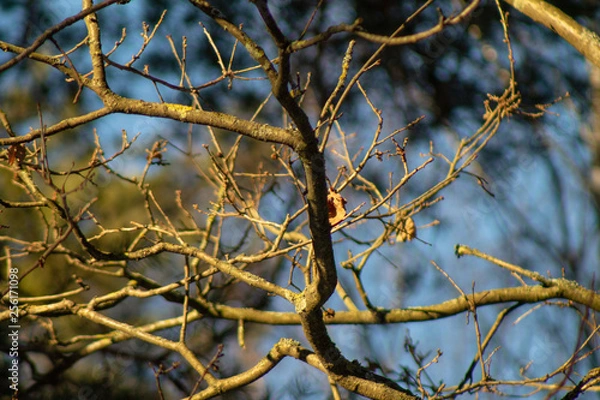 Fototapeta Forest in spring