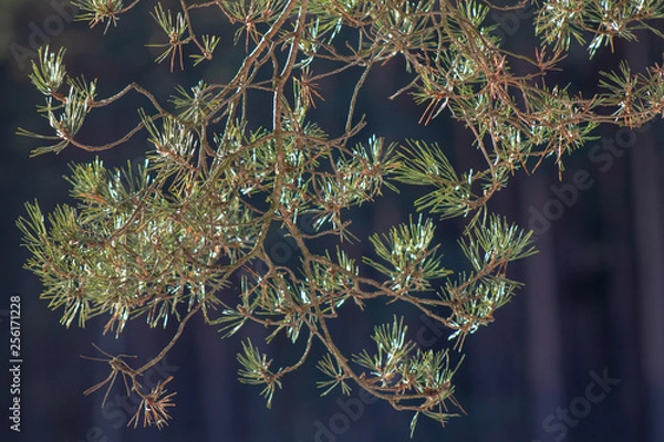 Obraz Pine Tree Helios