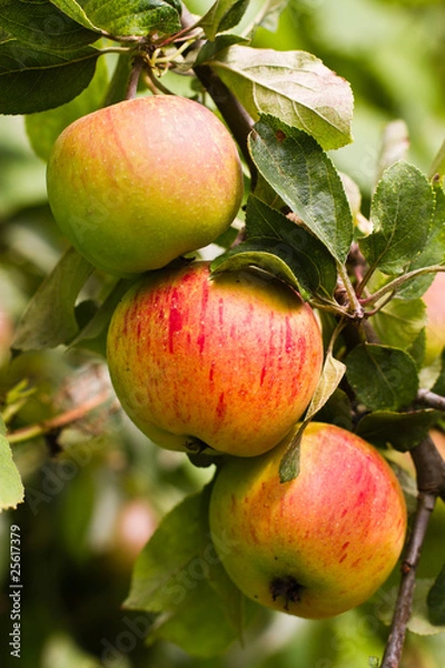 Obraz apples on  the tree