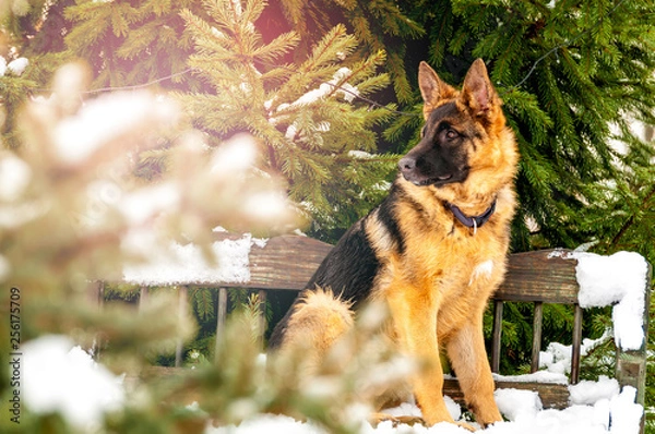 Obraz A german shepherd puppy dog sitting on a bench at winter