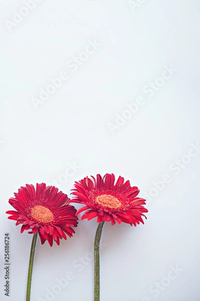 Obraz two red gerberas on light gray background