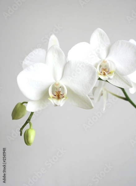 Fototapeta biała orchidea