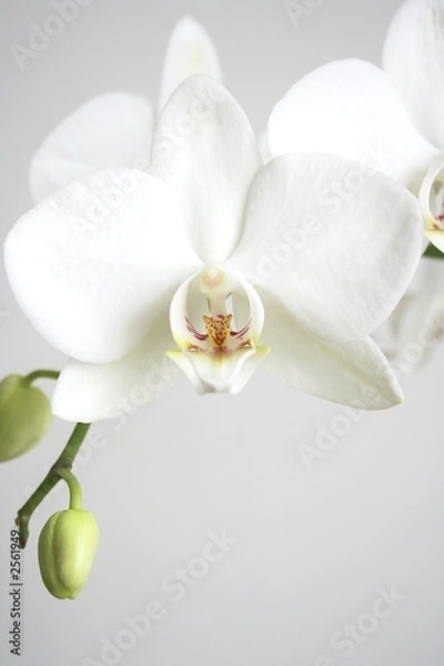 Fototapeta white orchid