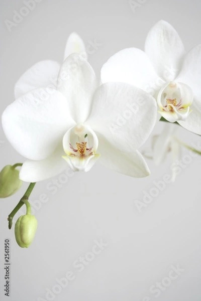 Obraz white orchid