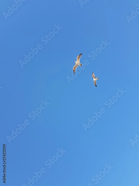 Fototapeta 파란 하늘을 자유롭게 날고 있는 갈매기