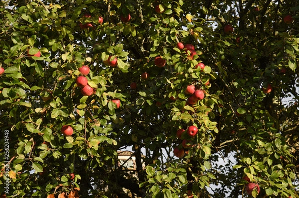 Fototapeta apple tree with fruit
