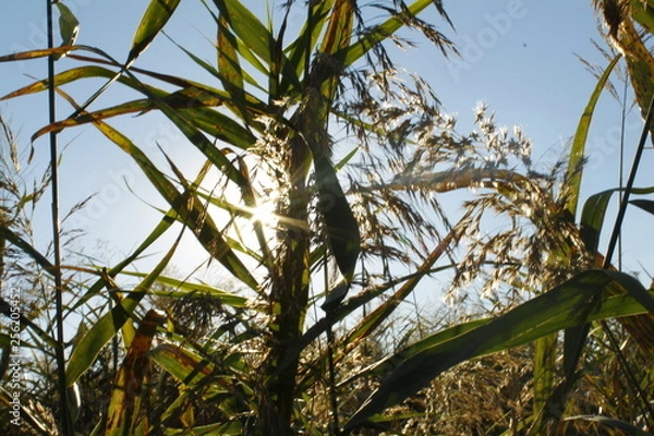 Fototapeta tree in field