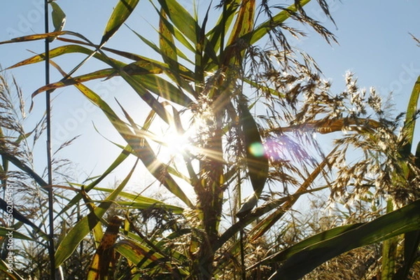 Fototapeta corn in field
