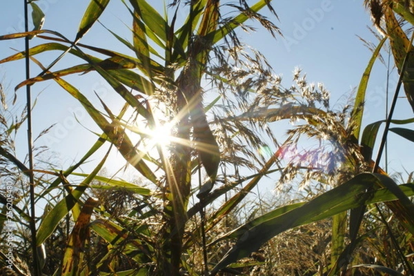 Fototapeta corn in field