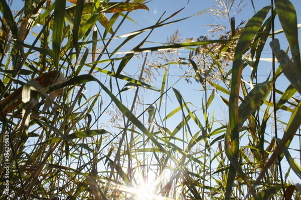 Fototapeta trees and sky