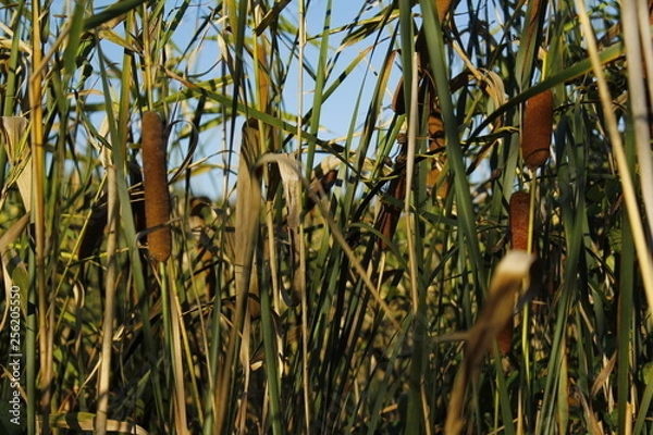 Fototapeta reeds in the lake