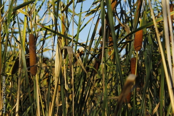 Fototapeta reeds in the lake