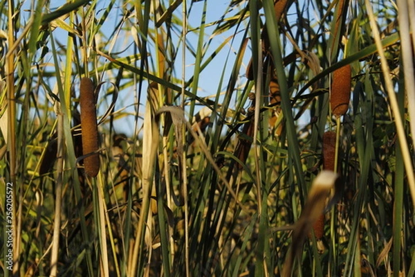 Fototapeta reeds in the lake