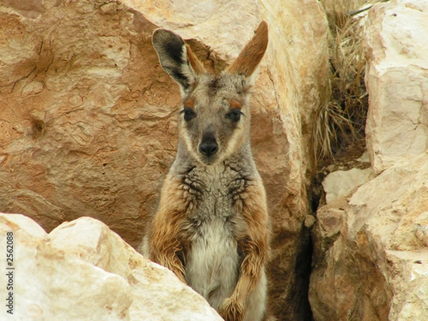 Fototapeta yellow-footed rock wallaby