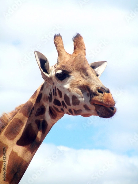 Fototapeta giraffe with head in the clouds