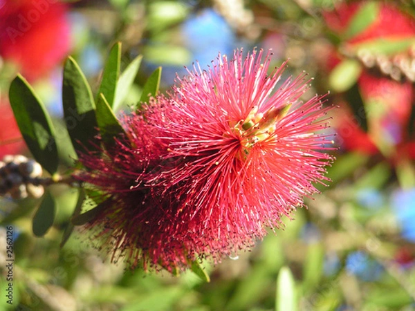 Fototapeta captain cook bottlebrush