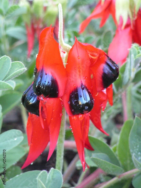 Fototapeta sturt desert pea