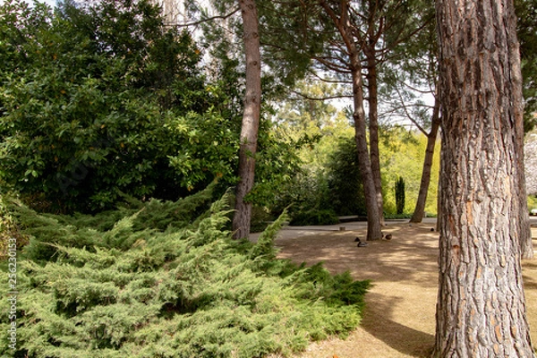 Obraz everal trees in the garden
