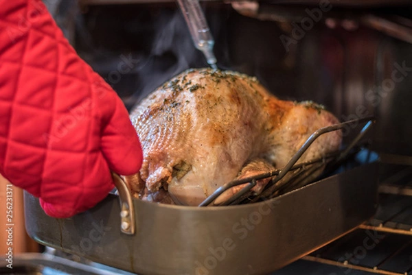 Fototapeta Holiday turkey being basted in the oven with red oven mitts