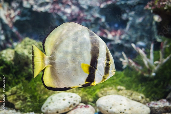 Fototapeta Circular batfish