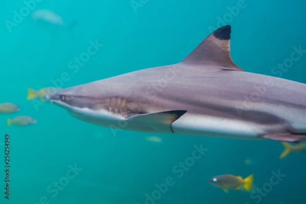 Fototapeta Blacktip Shark