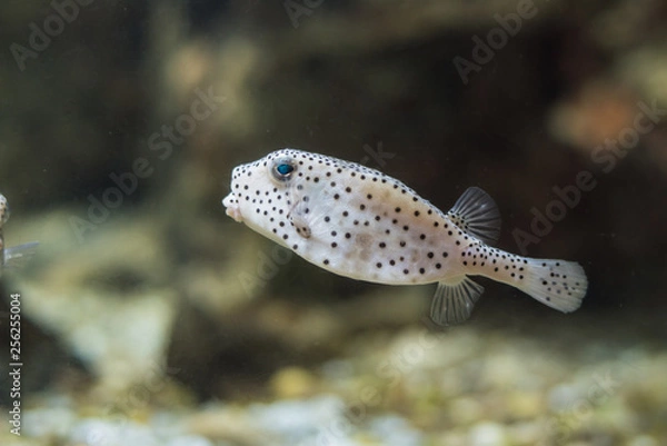 Fototapeta Puffer fish