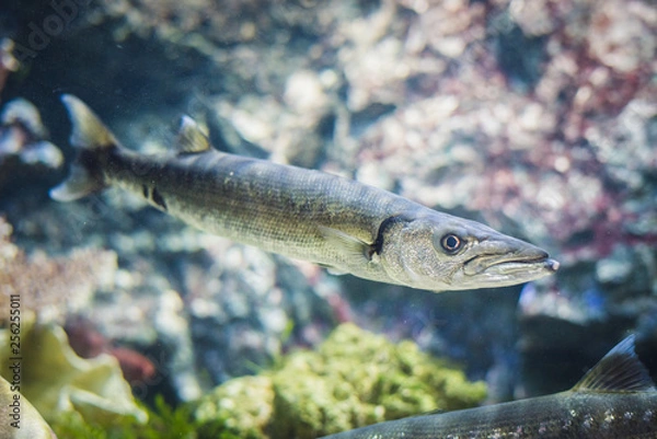 Fototapeta Barracuda