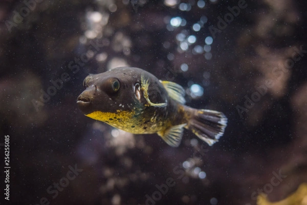 Fototapeta Puffer fish