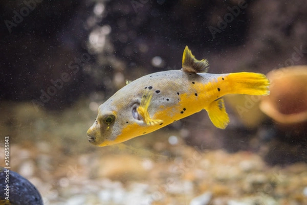 Fototapeta Puffer fish