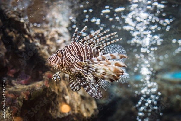 Fototapeta Red Lionfish
