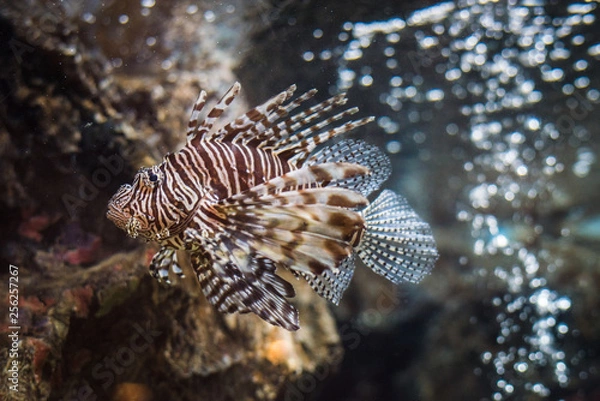Fototapeta Red Lionfish