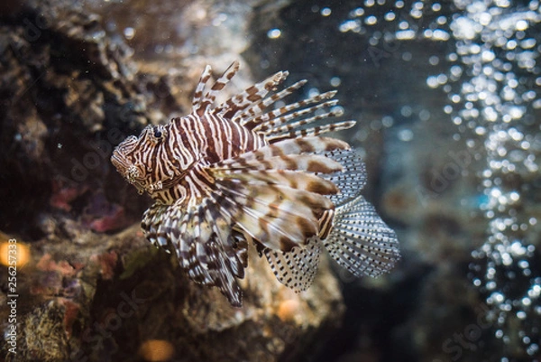 Fototapeta Red Lionfish
