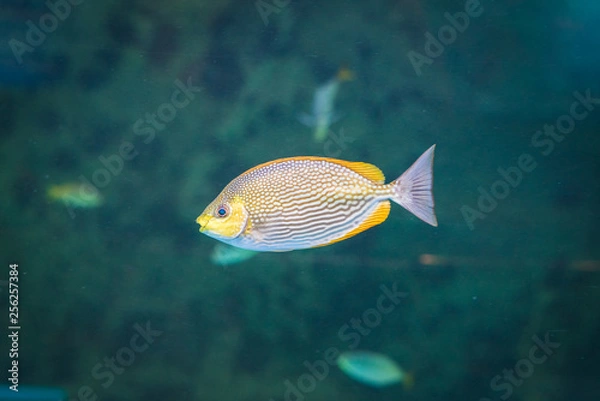 Fototapeta Java rabbitfish