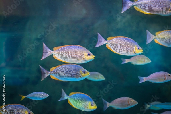 Fototapeta Java rabbitfish