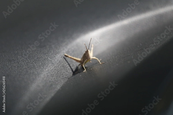 Obraz Praying mantis, small animal background