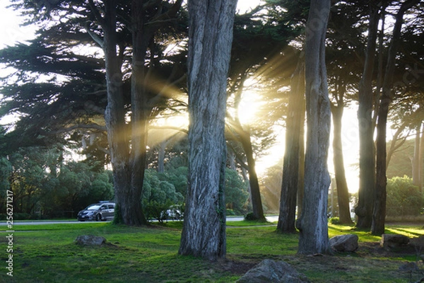 Obraz light beams in golden gate park